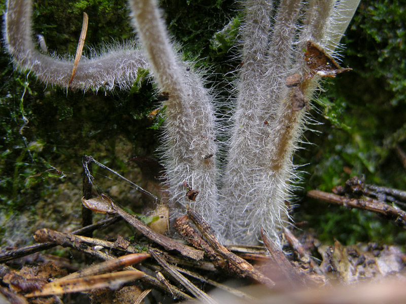 Eccoli i funghi.......